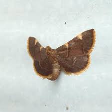 Image result for Hugonia elliptica