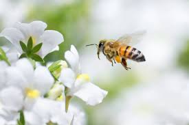 See the almanac's complete list of flower meanings and plant the symbolic language of flowers has been recognized for centuries in many countries throughout europe and asia. Bee Symbolism What Do Bees Represent