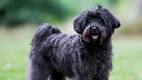 PuppyFind | Schnoodle Puppies for Sale