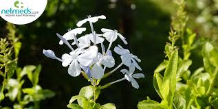 Image result for Plumbago zeylanica