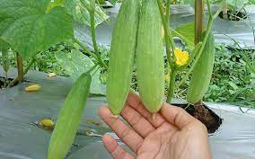 Check spelling or type a new query. Cara Budidaya Mentimun Organik Alam Tani