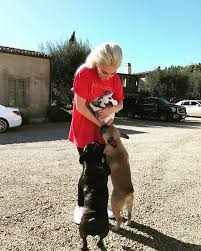 Lady gaga's dogs stolen after her dogwalker is shot four times in chest, report says. 0l195tpatktaxm