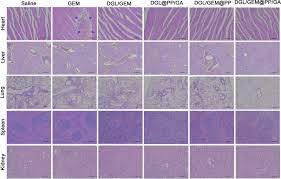 Tumor-Associated Fibroblast-Targeted Regulation and Deep Tumor Delivery of  Chemotherapeutic Drugs with a Multifunctional Size-Switchable Nanoparticle  | ACS Applied Materials & Interfaces