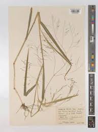 Image result for Panicum schinzii