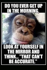 Let these funny monkey quotes from my large collection of funny quotes about life add a little humor to your day. Quotes Good Morning Funny Image Novocom Top