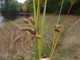 Image result for Bolboschoenus