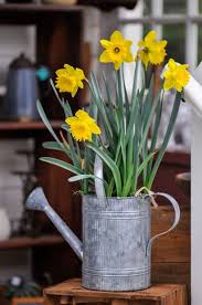 Forcing Tulips Daffodils And Hyacinth Bulbs Indoors For Easter Bulb Flowers Spring Flower Arrangements Spring Flowers