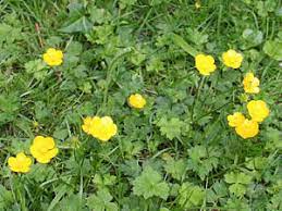 This weed grows in a variety of soils but. Lawn Weed Varieties Lawnscience Lawn Weed Control Services