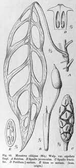 The Ultimate Guide To Monstera Varieties Monstera Plant Resource In 2020 Monstera Monstera Obliqua House Plants Decor