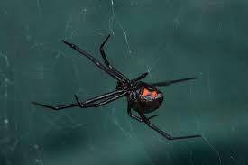 Even though it's usually easy to identify black widows, you'll want to make sure that's the kind of spider that bit you. World S Deadliest Spiders A Toxic Myth Live Science