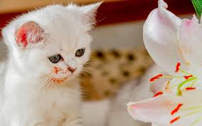 Maybe you would like to learn more about one of these? Lily Toxicity In Cats Canada West Veterinary Specialists