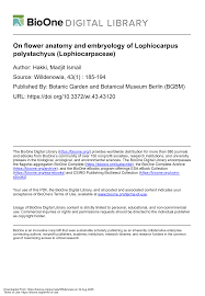 Image result for Lophiocarpus polystachyus