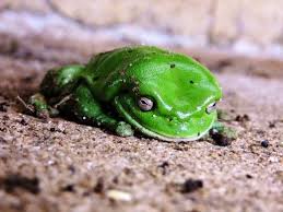 Pin On Frogs In A Dream