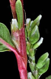 Image result for Persicaria barbata