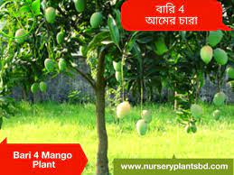 Fruit trees at ty ty nursery, you will find a wide selection with hundreds of different varieties and types of fruit trees for home and commercial growing. The Best Bari Four Mango Fruit Trees For Sale Fruit Tree Flower Plants Garden Wholesale Nursery Near Me