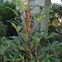 Image result for Hibiscus migeodii