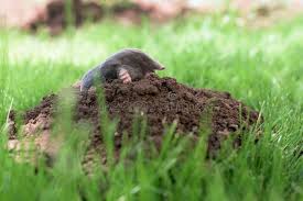 Mole In A Garden Mole Out Of Molehill In A Grass Ad Garden Mole Grass Molehill Ad Mole Mole Holes Lawn And Landscape