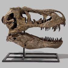Tyrannosaurus Rex Dinosaur Skull Cast Tyrannosaurus Rex Tyrannosaurus Rex