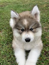 Little handsome siberians is part of a small, family owned breeding kennel located in central virginia. Siberian Husky Puppies For Sale Virginia Beach Va 328036