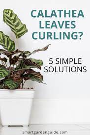 How To Stop Your Calathea Leaves Curling Calathea Care Can Be Tricky If You Don T Provide Just The Right Conditi Calathea Plant Calathea Plant Care Houseplant