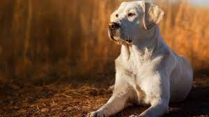 English Lab A Complete Guide To This Show Ring Labrador Retriever All Things Dogs All Things Dogs