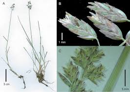 Image result for Poa schimperiana