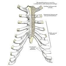 They are collectively known as the tarsus. Ribs Radiology Reference Article Radiopaedia Org