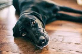 Check spelling or type a new query. Why Your Dog Is Afraid Of Hardwood Floors 5 Practical Solutions Dr Buzby S Toegrips For Dogs