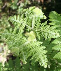 Image result for Hypolepis