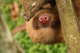 We did not find results for: Slothy Sunday I Spy With My Little Eye Sloths In Sight