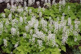 Foamflower begins to bloom in the end of spring or the beginning of summer; Canadian Wildlife Federation Foamflower