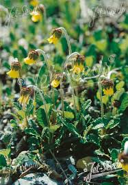 Image result for Vepris drummondii