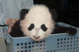 Giant Pandas National Zoo Panda Love Panda Bear Baby Panda