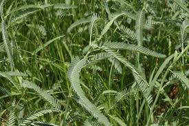 Image result for Aeschynomene uniflora