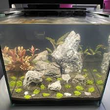 New Setup 30x Filter Seachem Tidal 35 Light Led 30w 6500k Sustrate Seachem Black Sand Plantedaquarium Plantedtank Plants Aquariumhobby Aqu Aquarium