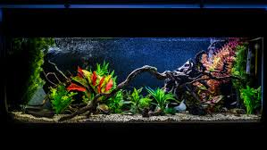 Below is an aquarium equipment check list. Ultimate 55 Gallon Aquarium Setup Guide Fishxperts