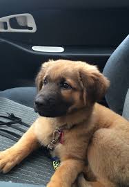 His appetite should have increased quite a bit and your puppy might be teething around this age, which means you might see a temporary drop in interest in food. 10 Week Old German Shepherd Chow Chow On Her First Puppy Car Ride Imgur