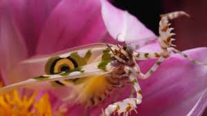 When a praying mantis will not eat even though it does not need to molt, it can help to offer it a different prey species. The Most Popular Praying Mantis Species Suitable As Pets Shrimp And Snail Breeder