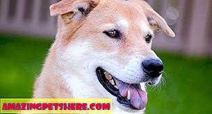Akita Lab Mix Buyuk Aile Pet Veya Sadik Guard Kopek Referans 2020