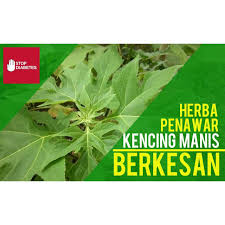 Jadi yang mana satukah ubat kencing manis paling berkesan? Ubat Kencing Manis Teh Daun Insulin Turunkan Diabetis Gula Kencing Manis Dengan Berkesan Shopee Malaysia