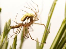 Image result for Dinebra caudata