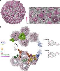 Bbw 14 polished head amateur Near Atomic Structure Of An Atadenovirus Reveals A Conserved Capsid Binding Motif And Intergenera Variations In Cementing Proteins Science Advances