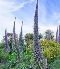 Image result for Echium