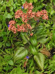 Image result for Kalanchoe crenata