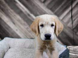 Yorkshire terrier puppies & dogs for sale/adoption. Visit Our Golden Retriever Puppies For Sale Near Oak Creek Wisconsin