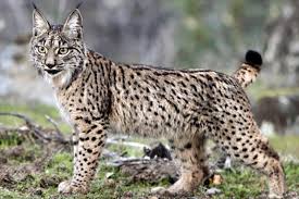 Resultado de imagen de lince iberico