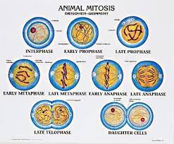 Oct 02, 2011 · mitosis is a cell division that occurs in animal cells where each mother cell divides into 2 daughter cells. 1912 01 Animal Mitosis Unmounted Denoyer Geppert Science Company