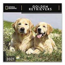 National Geographic Golden Retrievers 2021 Wall Calendar By Zebra Publishing In 2020 Golden Retriever Retriever Most Popular Dog Breeds