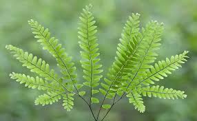 Image result for Adiantum vogelii