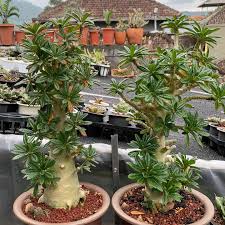 Image result for Dorstenia